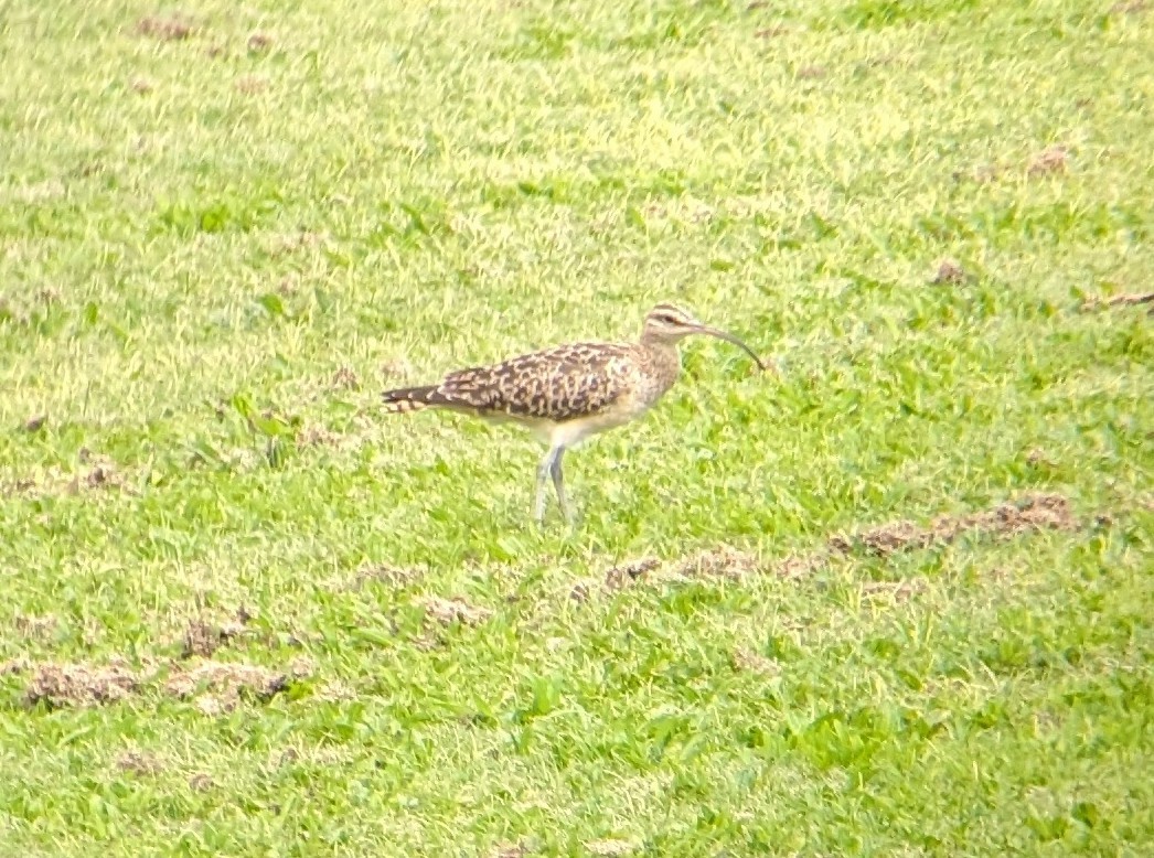 Bristle-thighed Curlew - ML615079505