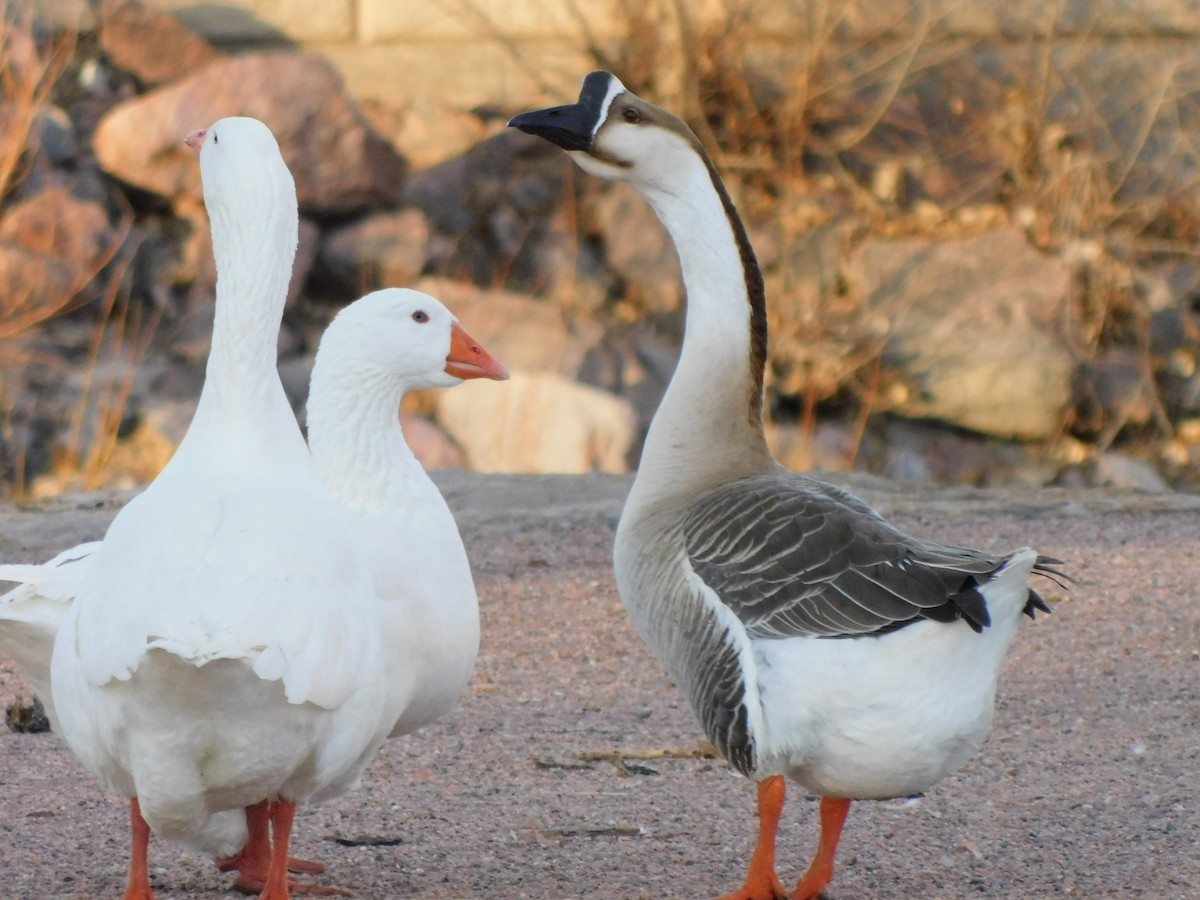Domestic goose sp. (Domestic type) - ML615079529
