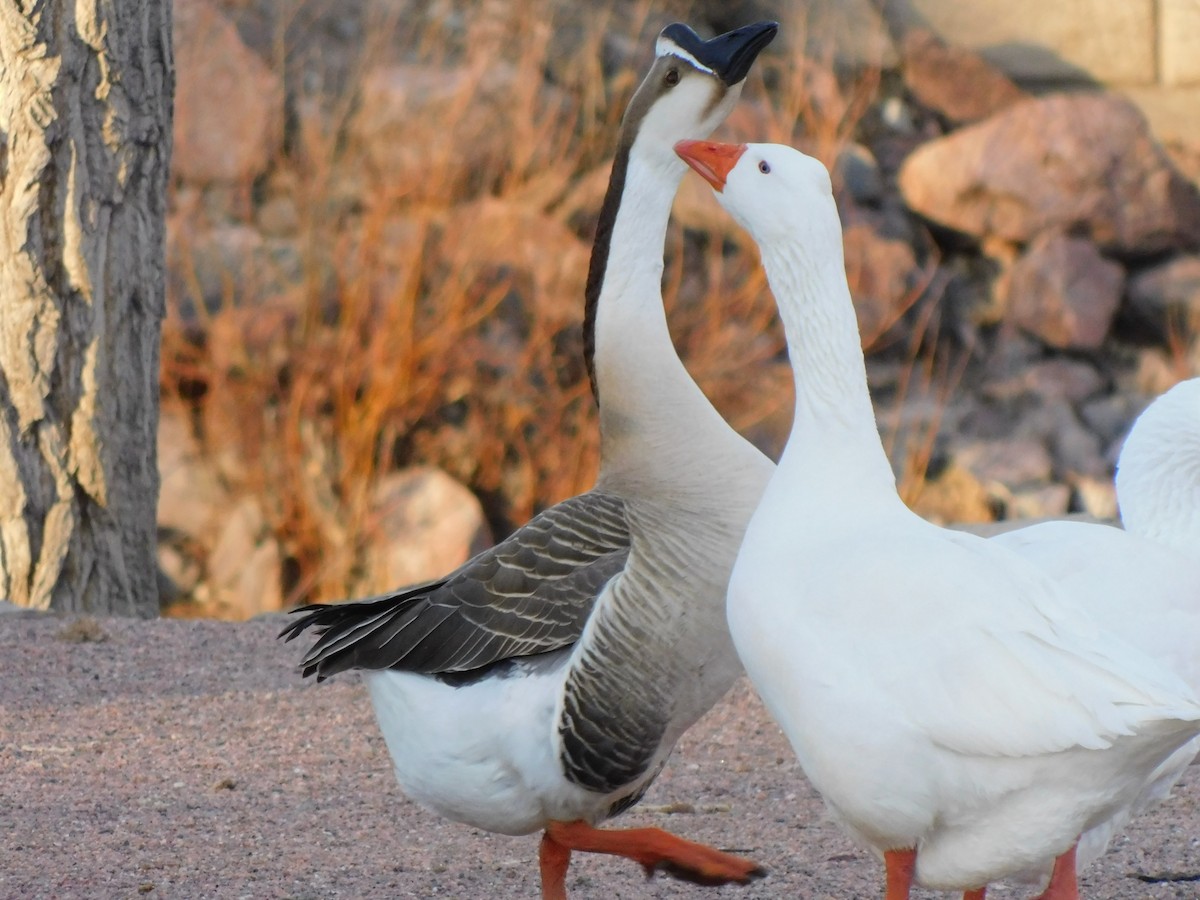 Domestic goose sp. (Domestic type) - ML615079545