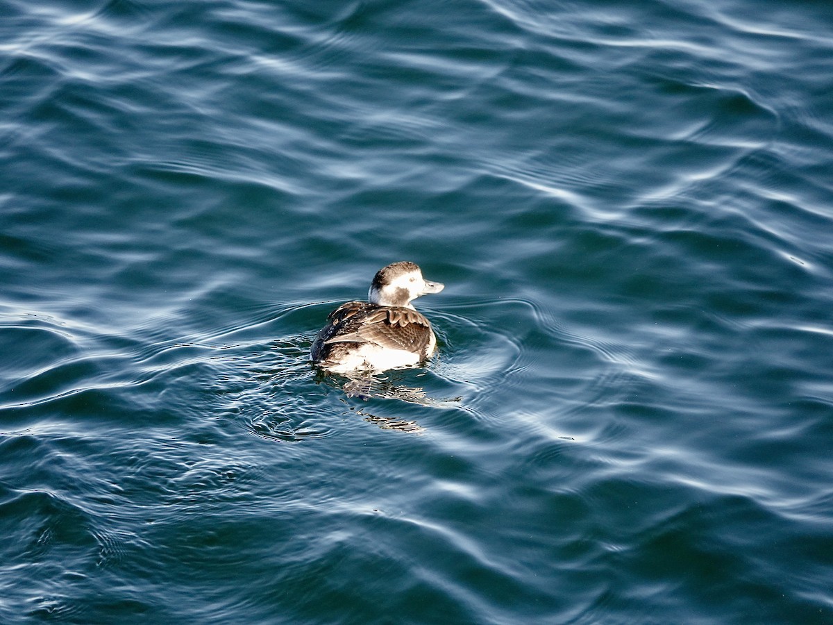 Long-tailed Duck - ML615079578