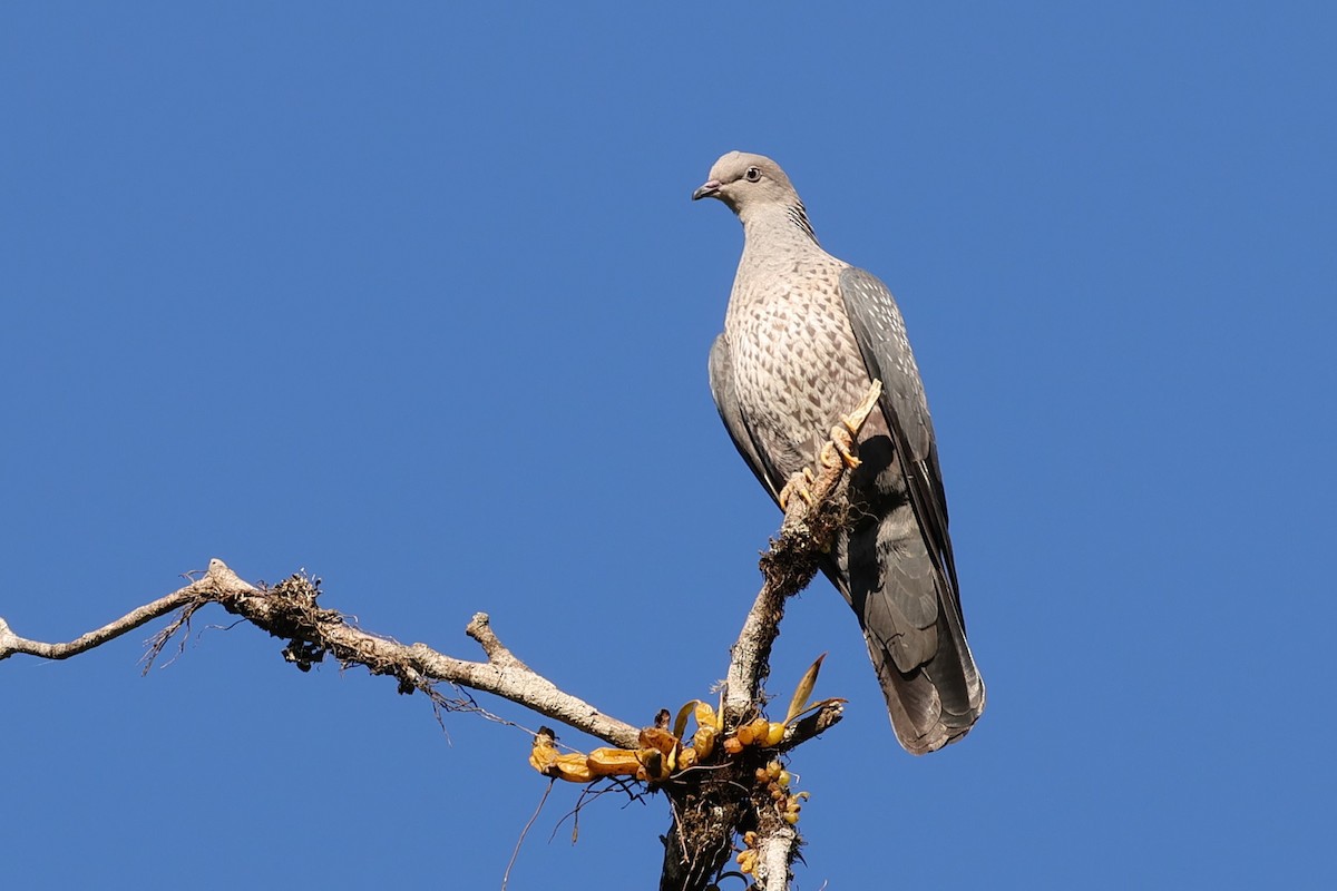 Голуб гімалайський - ML615079579