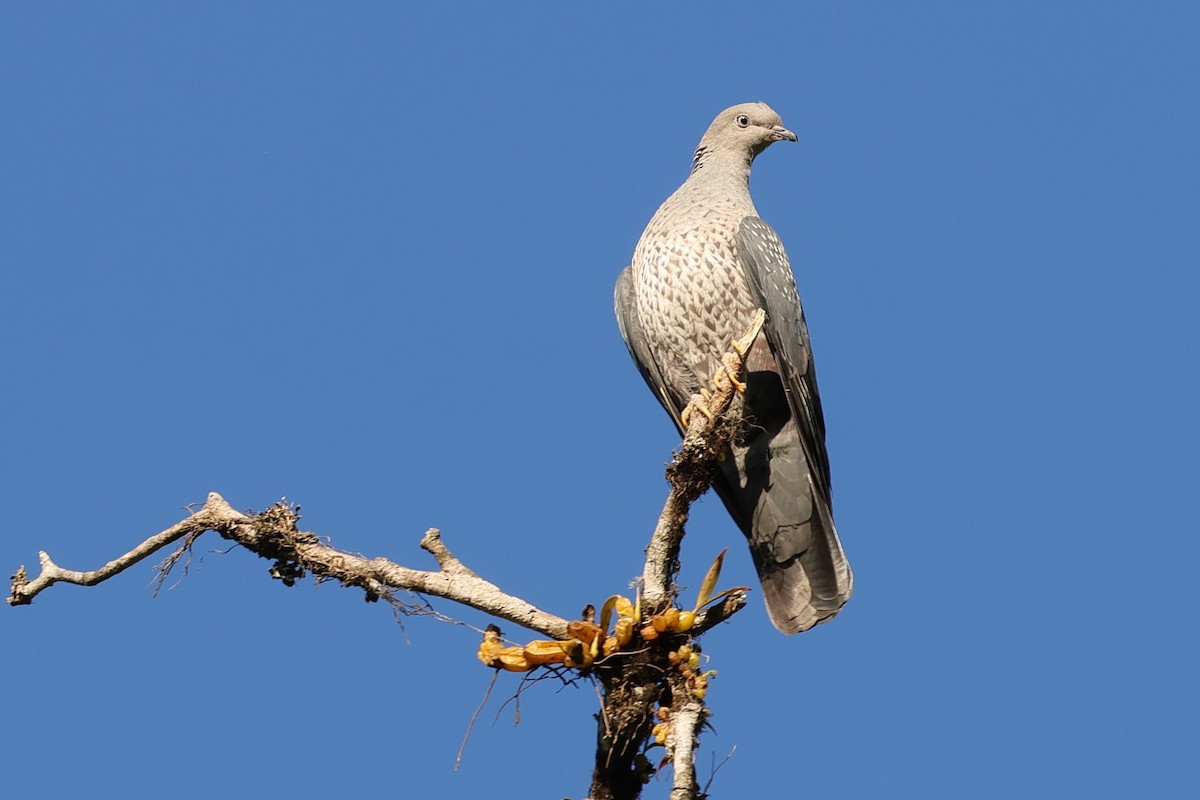 Голуб гімалайський - ML615079580