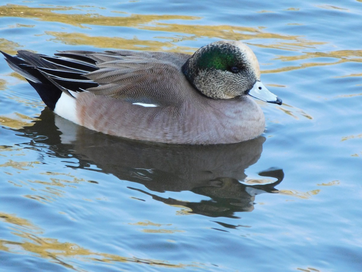 American Wigeon - ML615079589