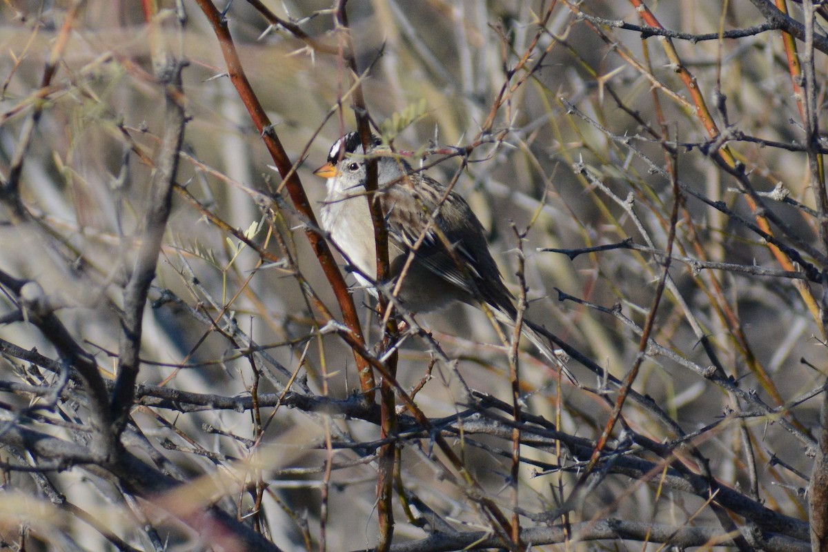 White-crowned Sparrow (Gambel's) - ML615079594