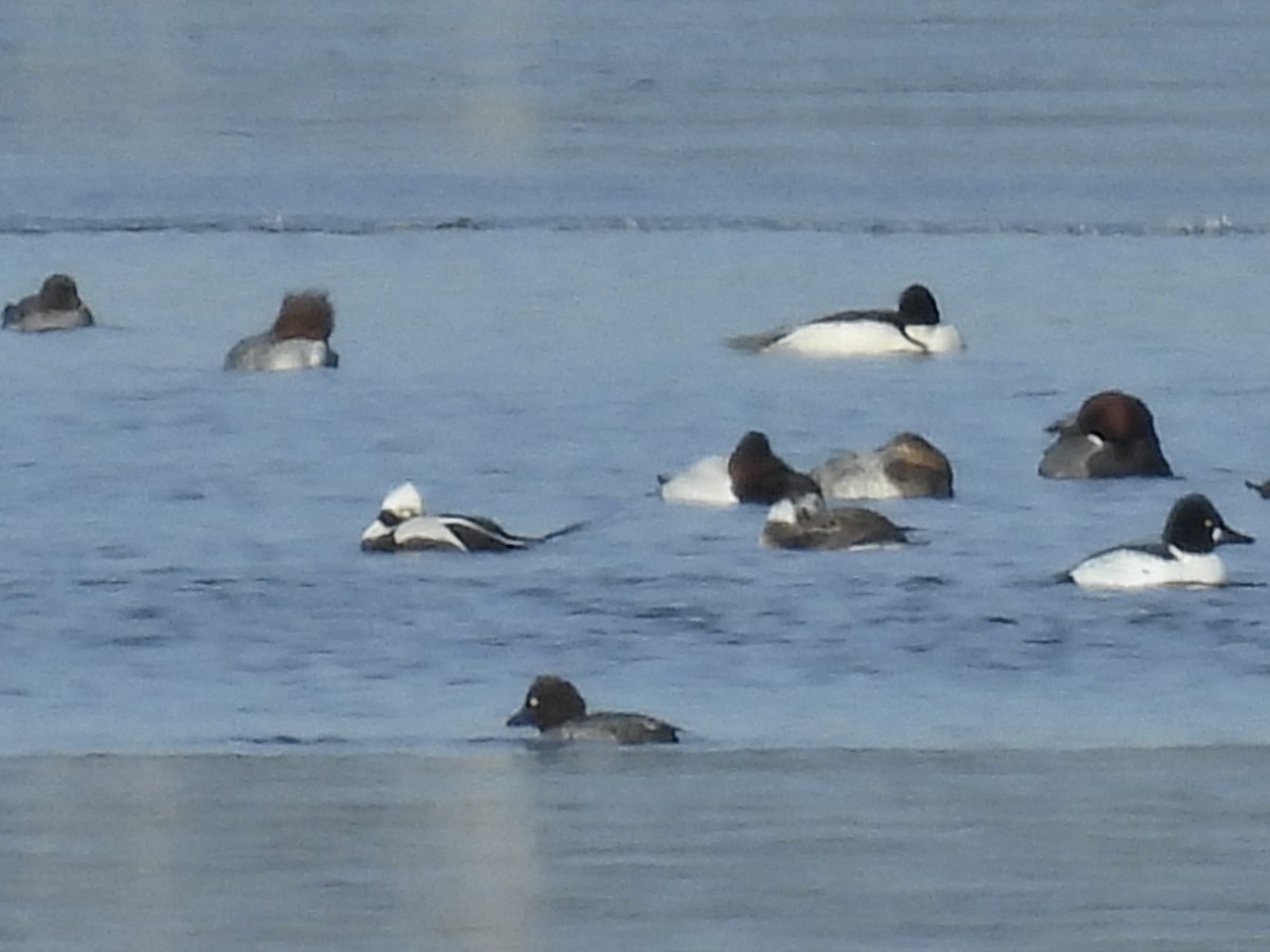 Long-tailed Duck - ML615079601