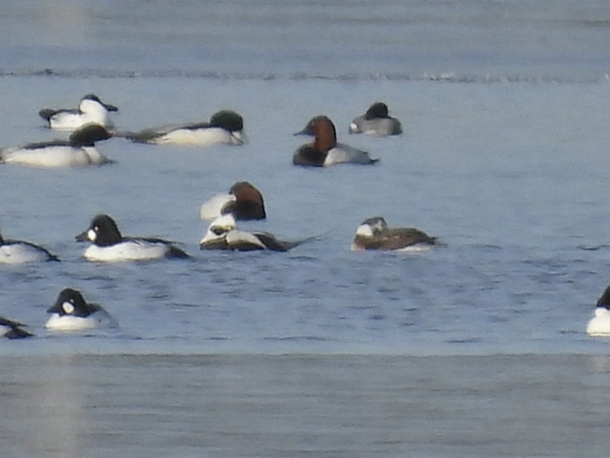 Long-tailed Duck - Chase Masters