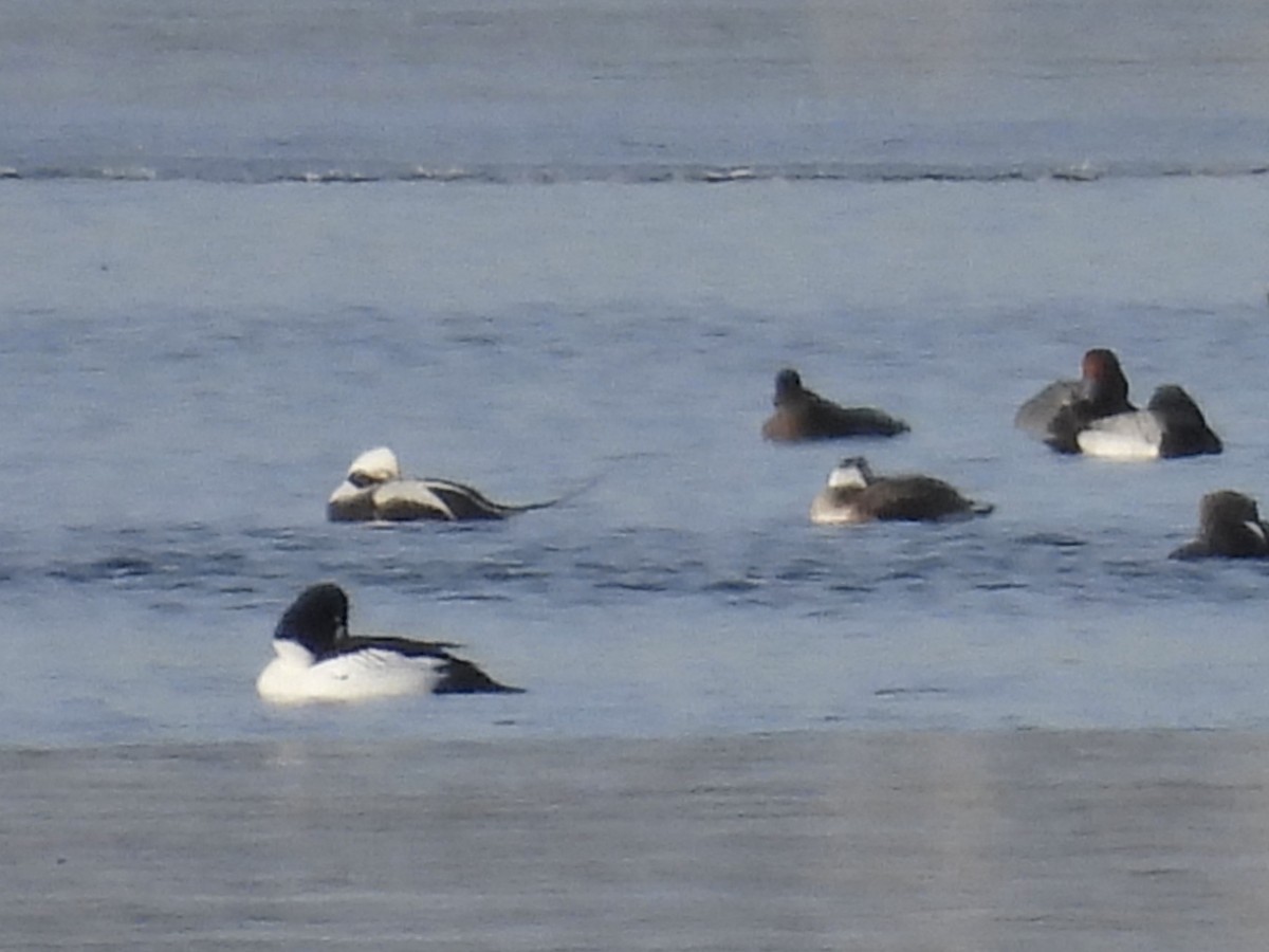 Long-tailed Duck - ML615079604