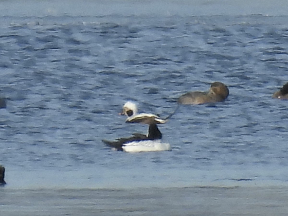 Long-tailed Duck - ML615079605