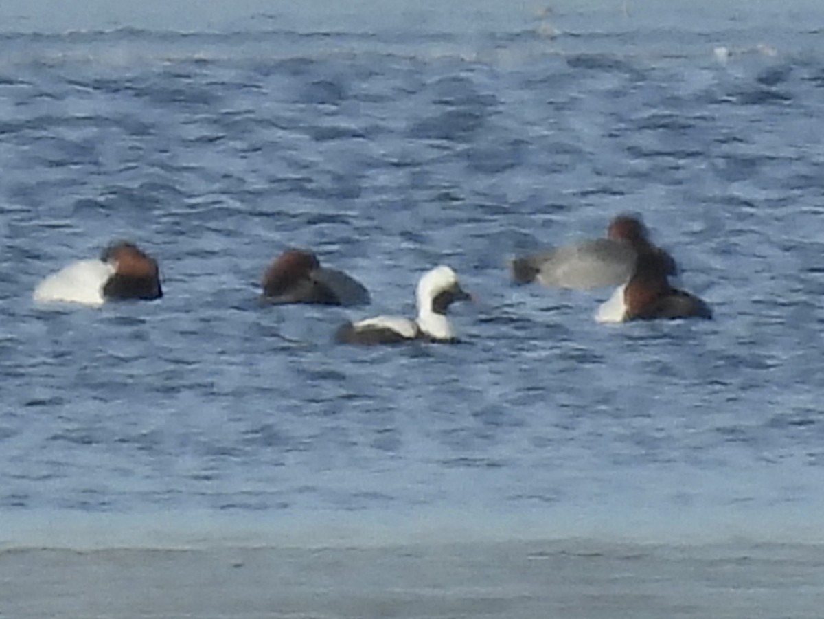 Long-tailed Duck - ML615079606