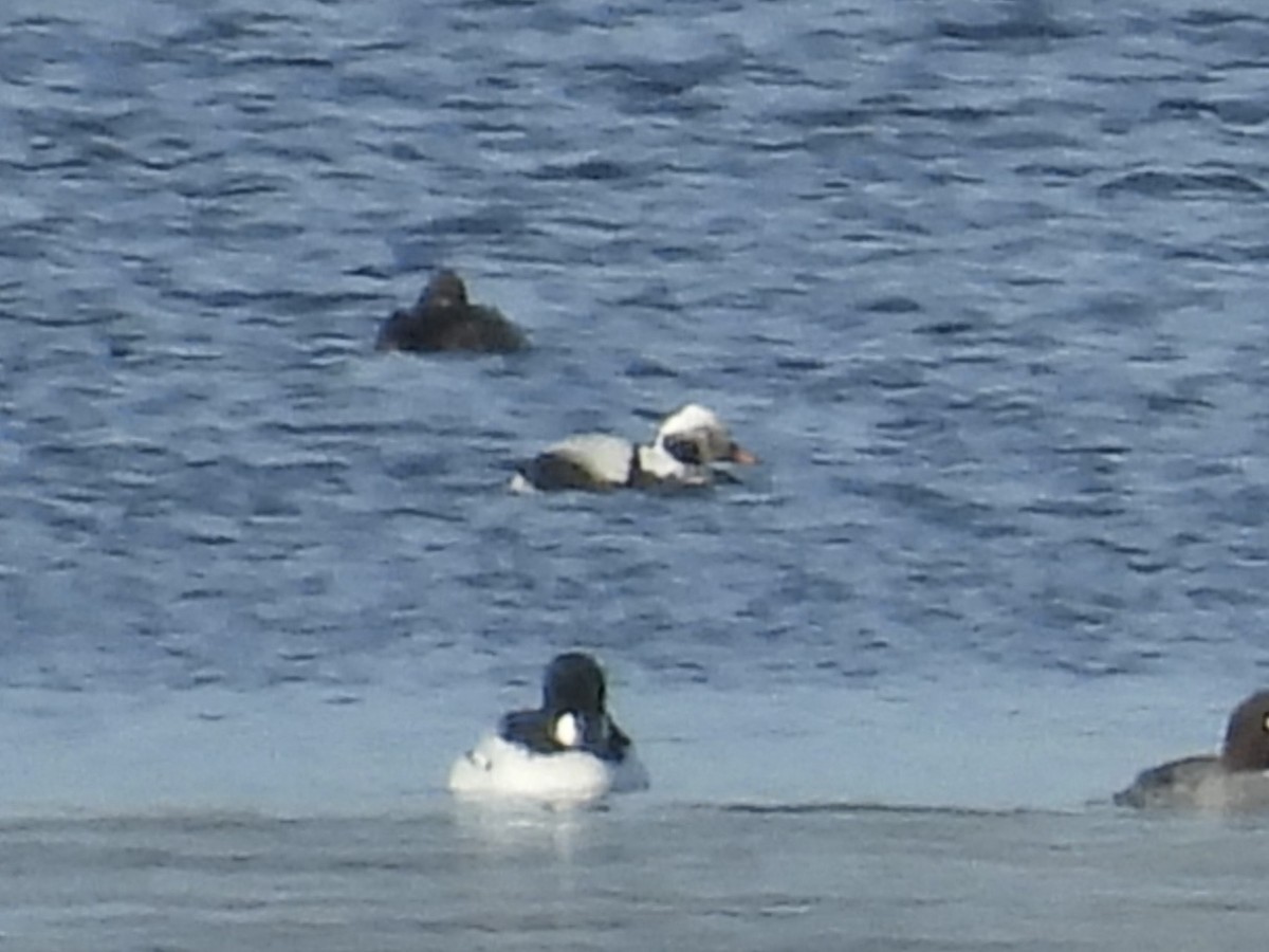 Long-tailed Duck - ML615079607