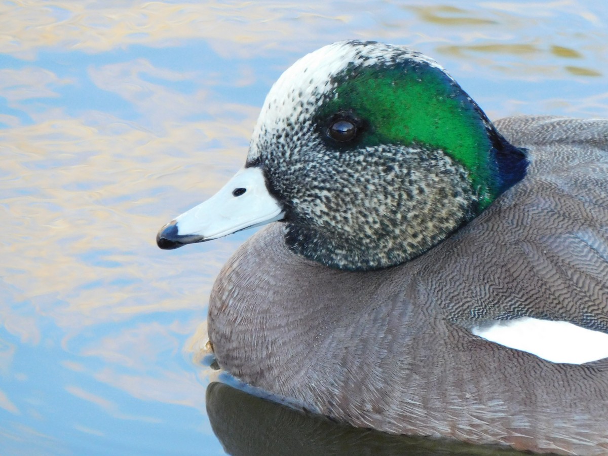 American Wigeon - ML615079616