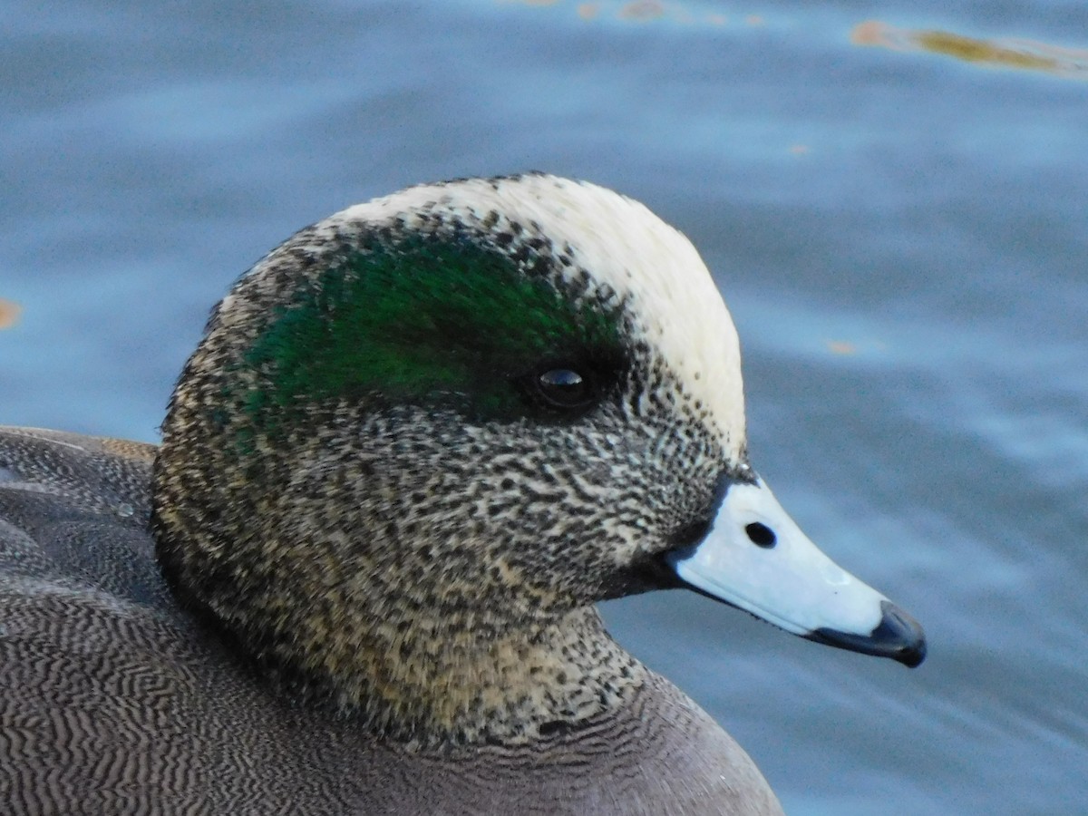 American Wigeon - ML615079623