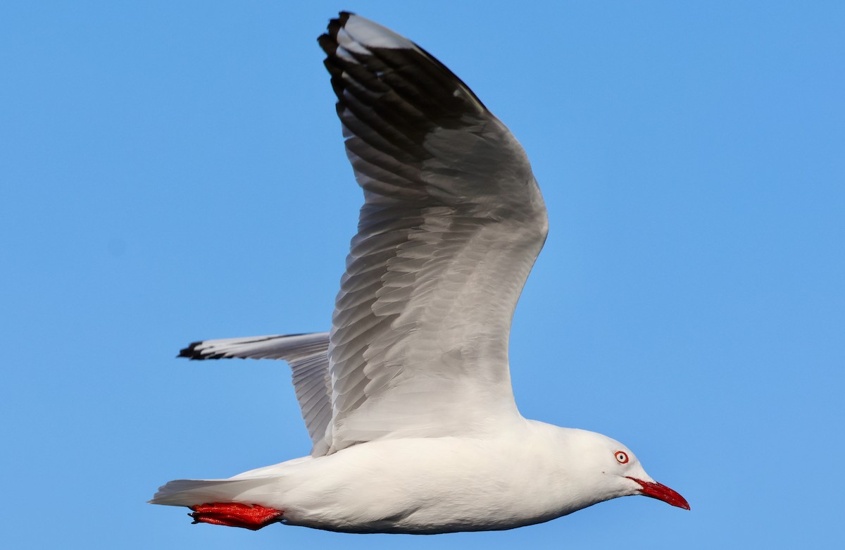 Mouette argentée (novaehollandiae/forsteri) - ML615079675