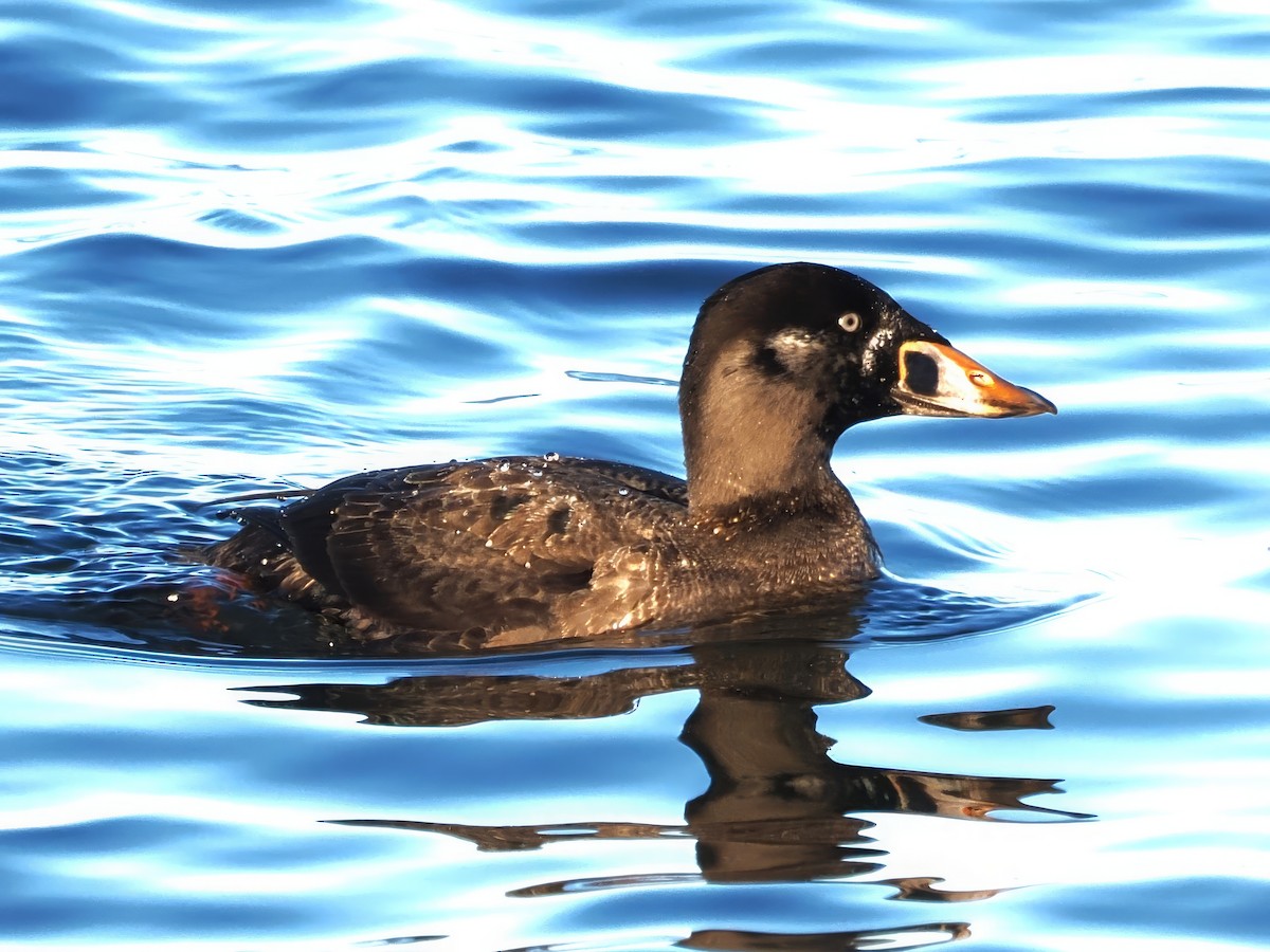 Surf Scoter - Daniel Kaplan