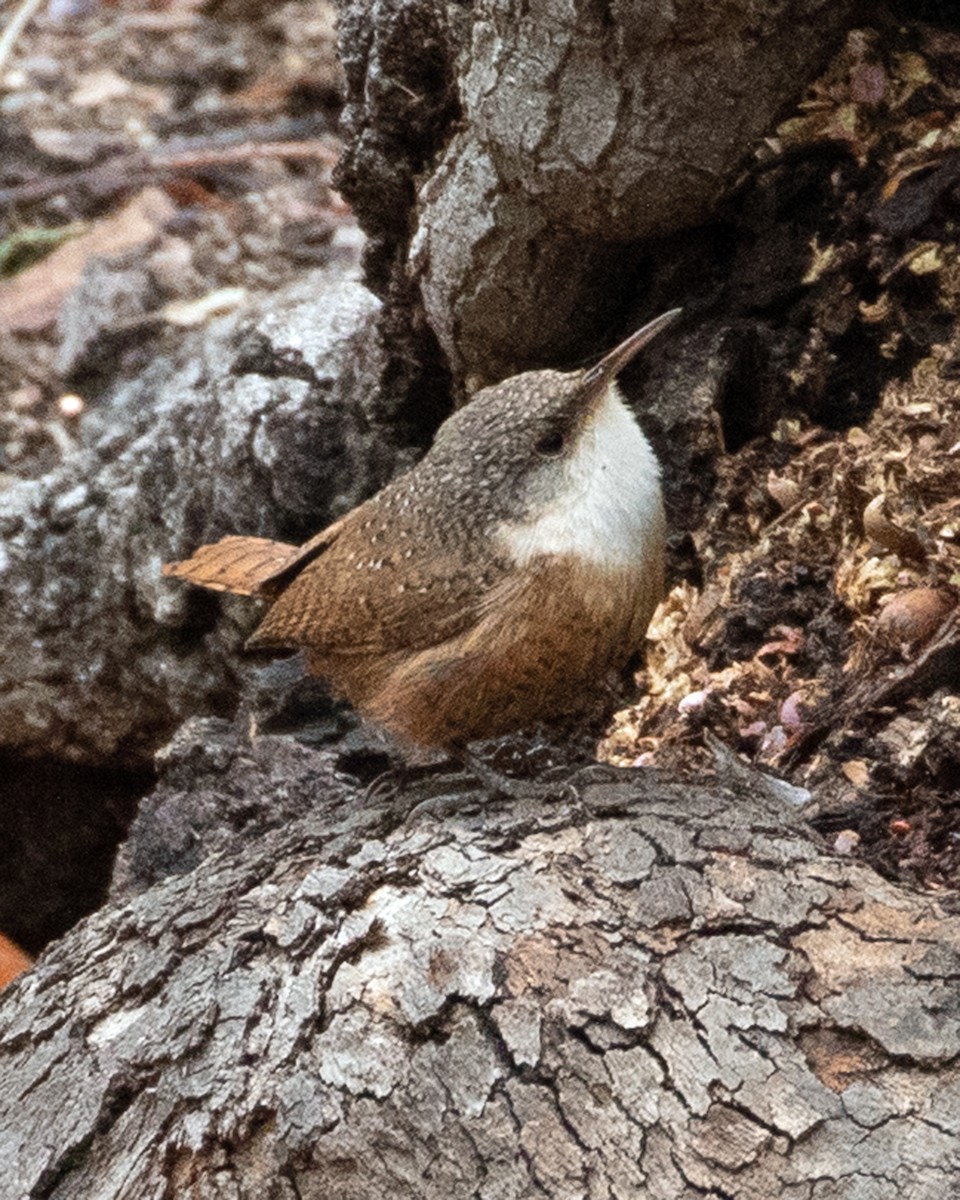 Canyon Wren - ML615079729