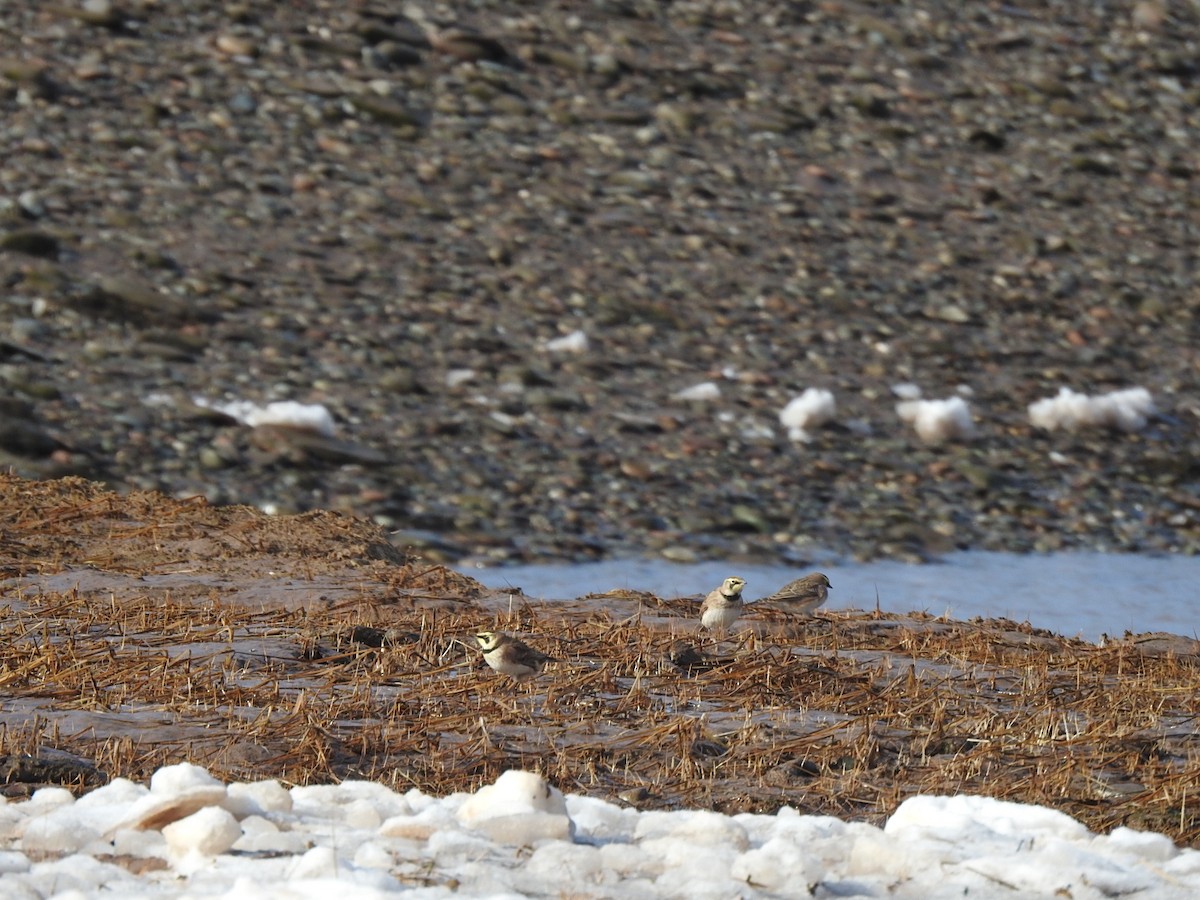 skřivan ouškatý - ML615079731