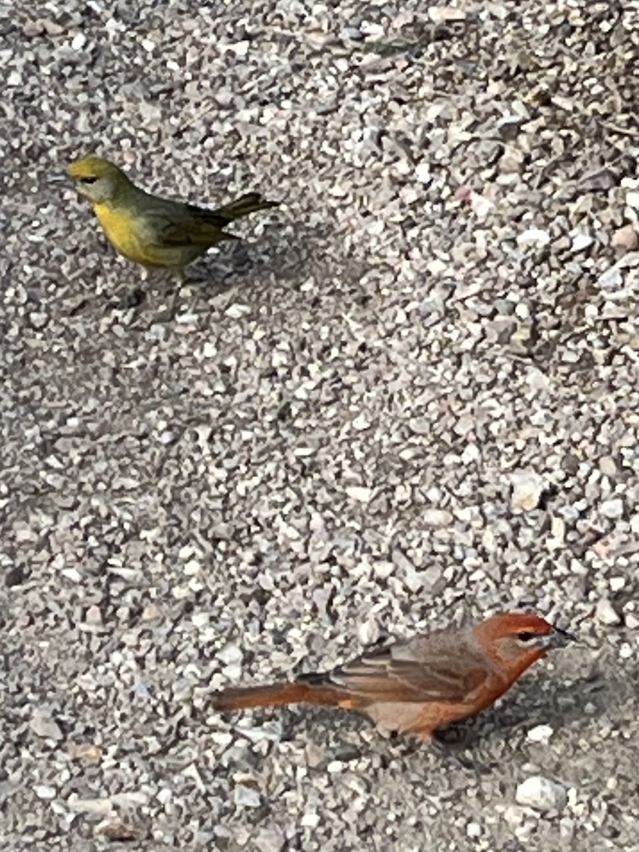 Hepatic Tanager - Leo Miller