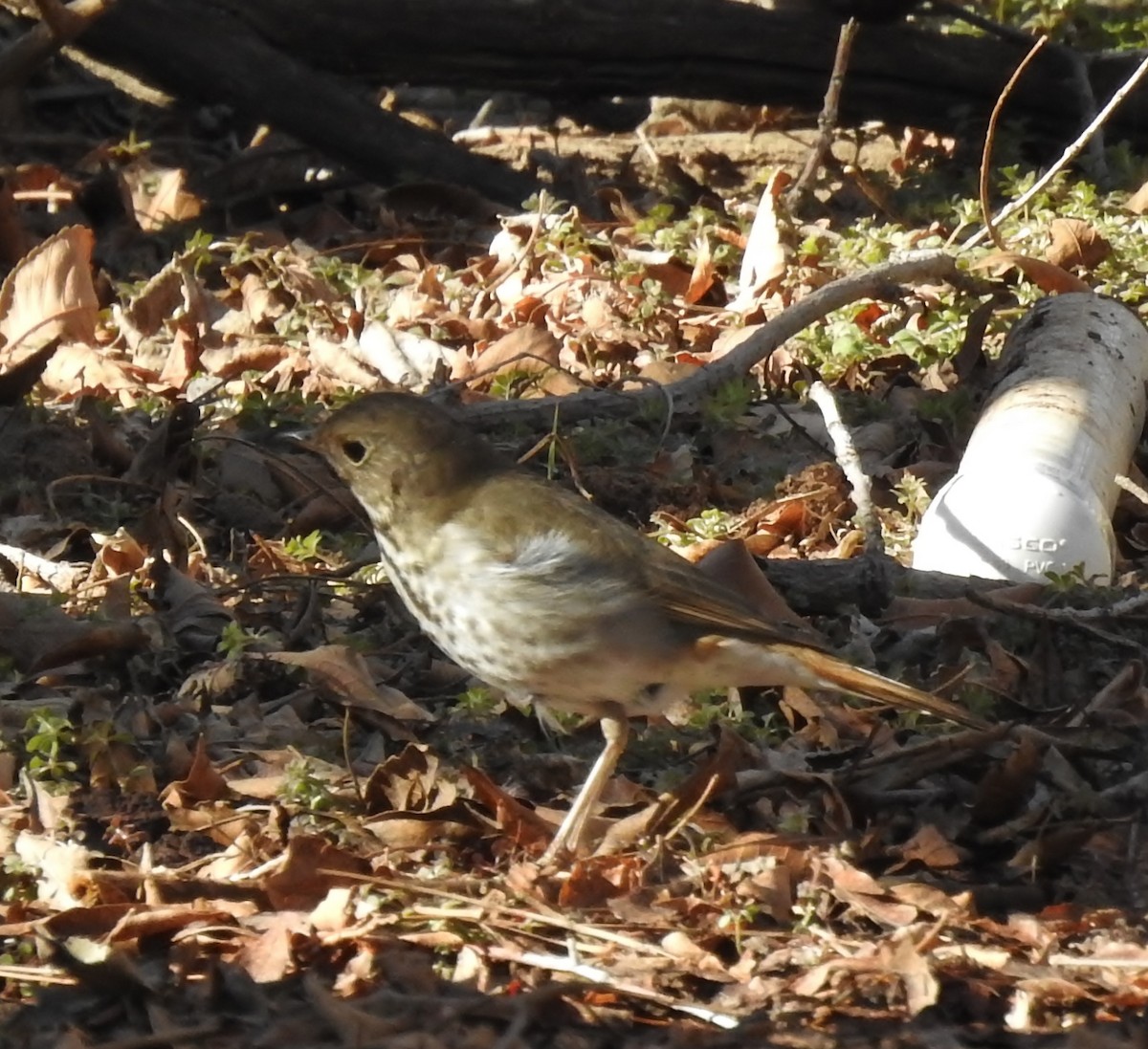 Hermit Thrush - ML615079772