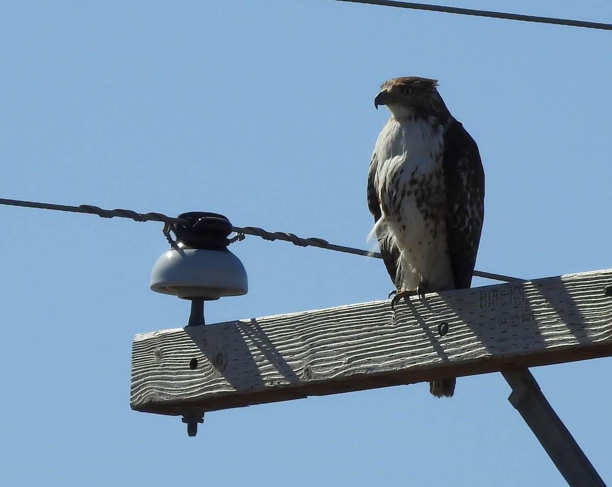 Red-tailed Hawk - Shirley Stafford