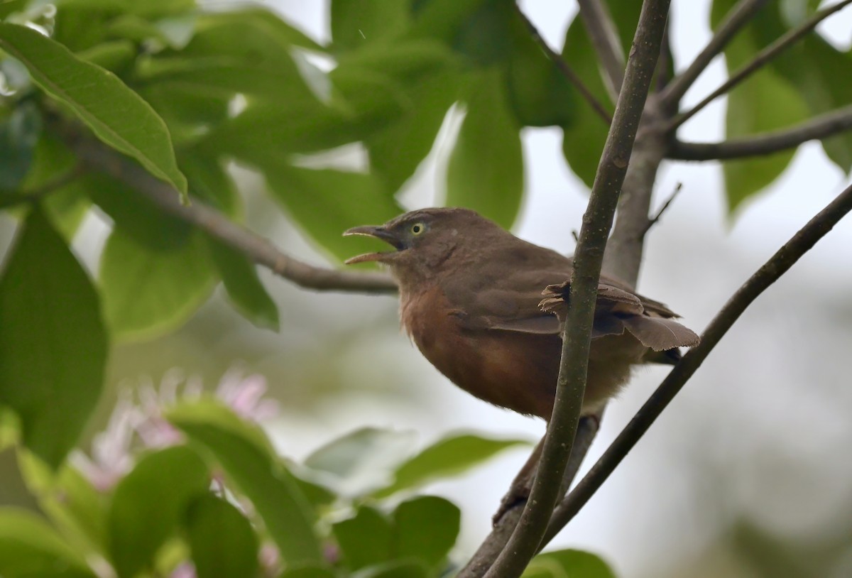 Rufous Chatterer - ML615079789