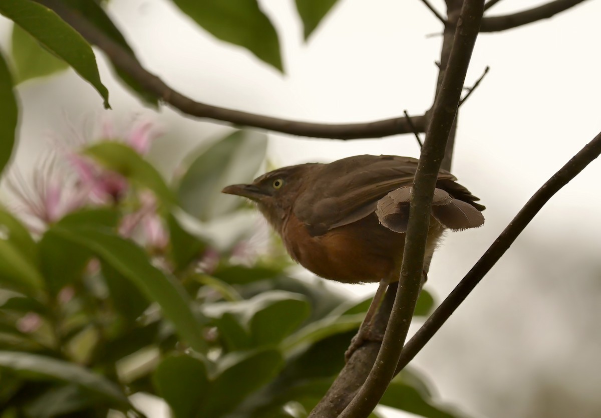 Rufous Chatterer - ML615079793