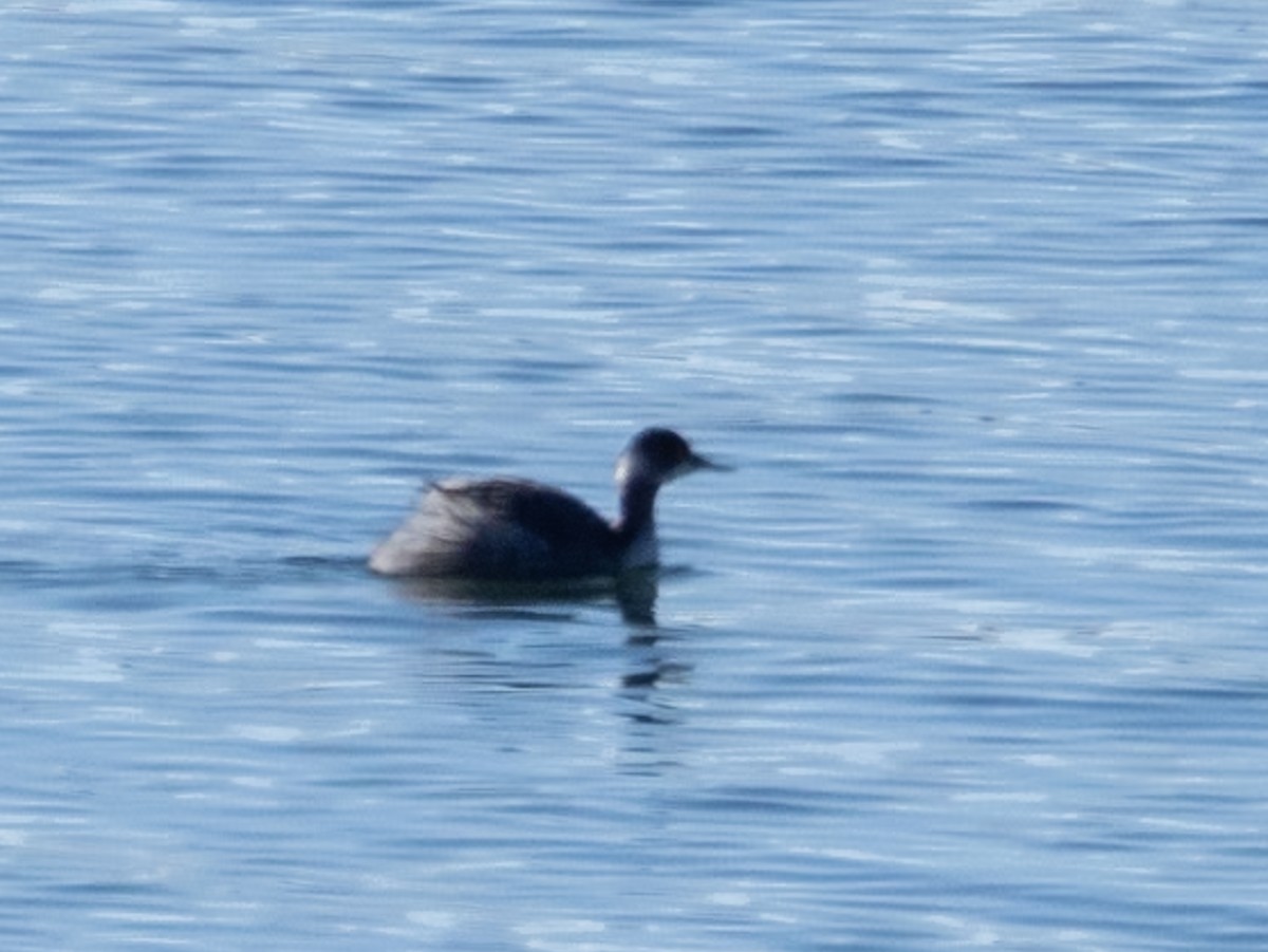 Eared Grebe - ML615079859