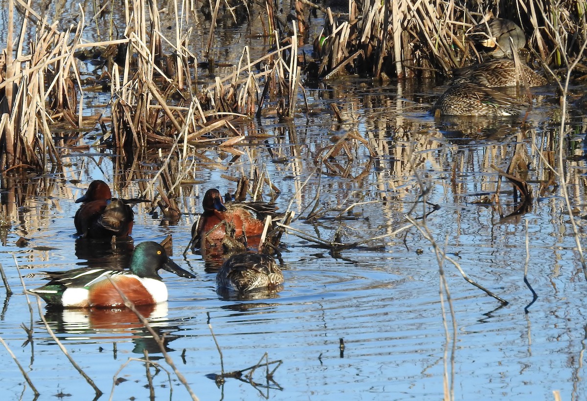 Northern Shoveler - ML615079865