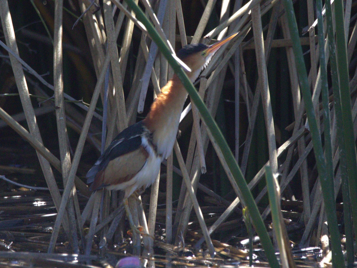 Least Bittern - ML615079889