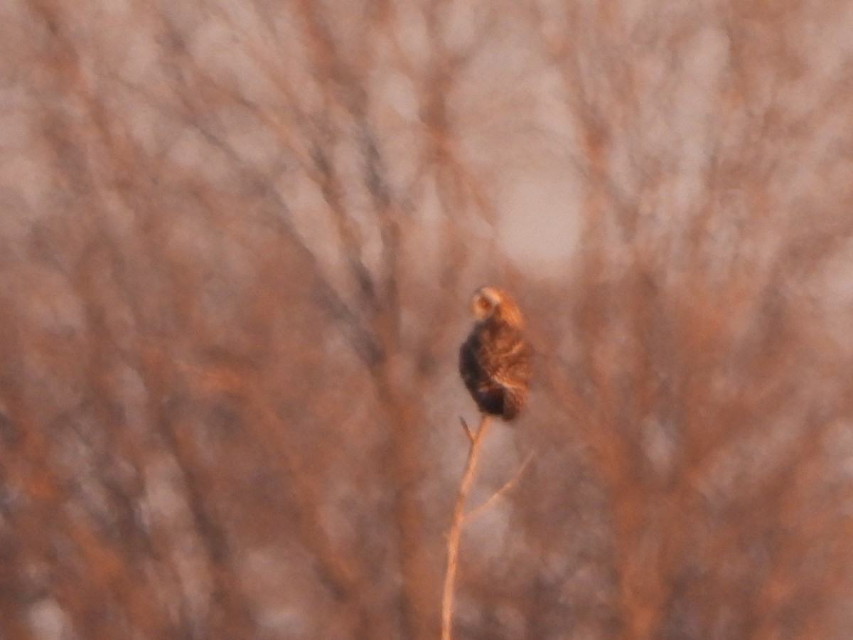 Short-eared Owl - ML615079897