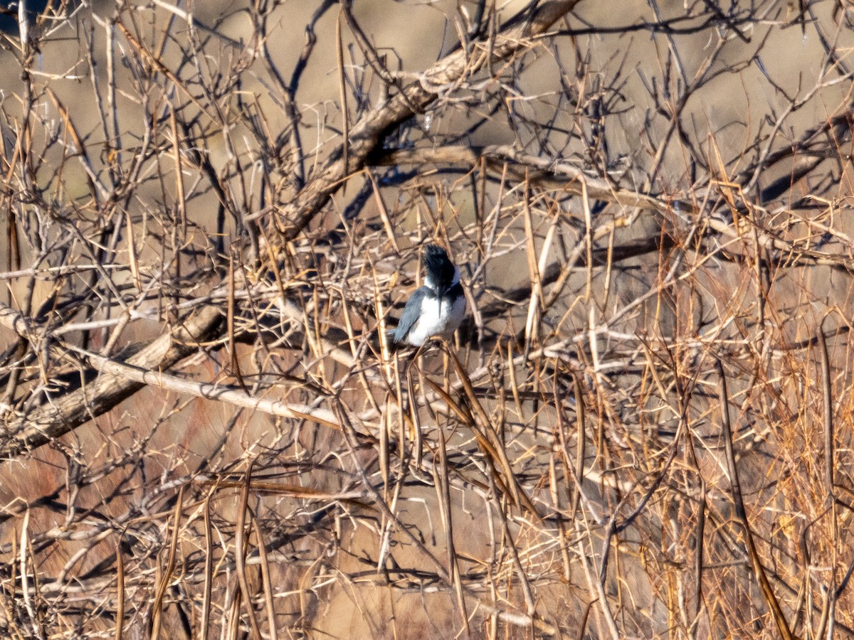 Belted Kingfisher - ML615079912