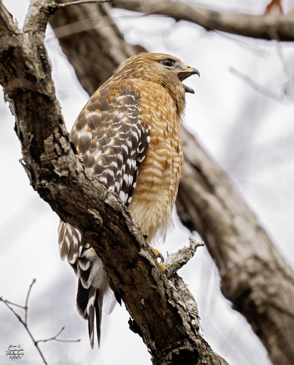 Red-shouldered Hawk - ML615079934