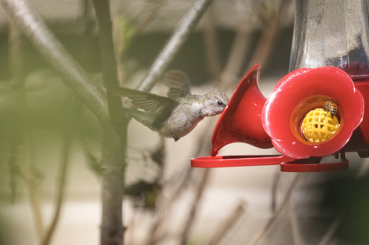 Black-chinned Hummingbird - ML615080056