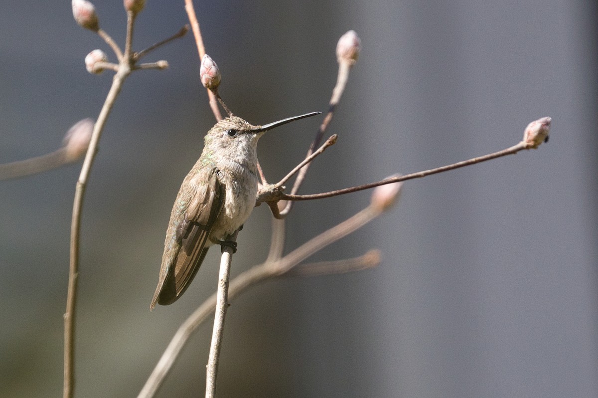 Black-chinned Hummingbird - Hayley Keevan