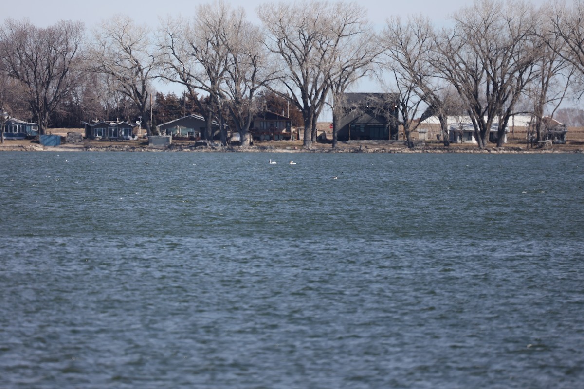 American White Pelican - David Cunningham