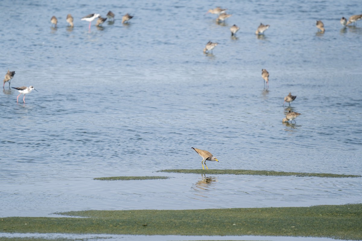 Gray-headed Lapwing - ML615080183