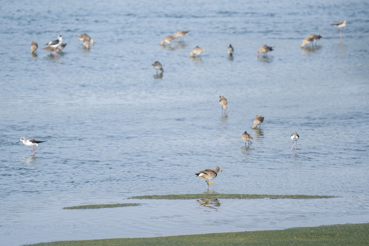 Gray-headed Lapwing - ML615080187