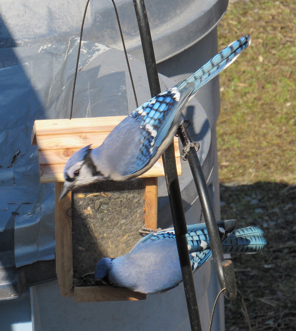 Blue Jay - ML615080207