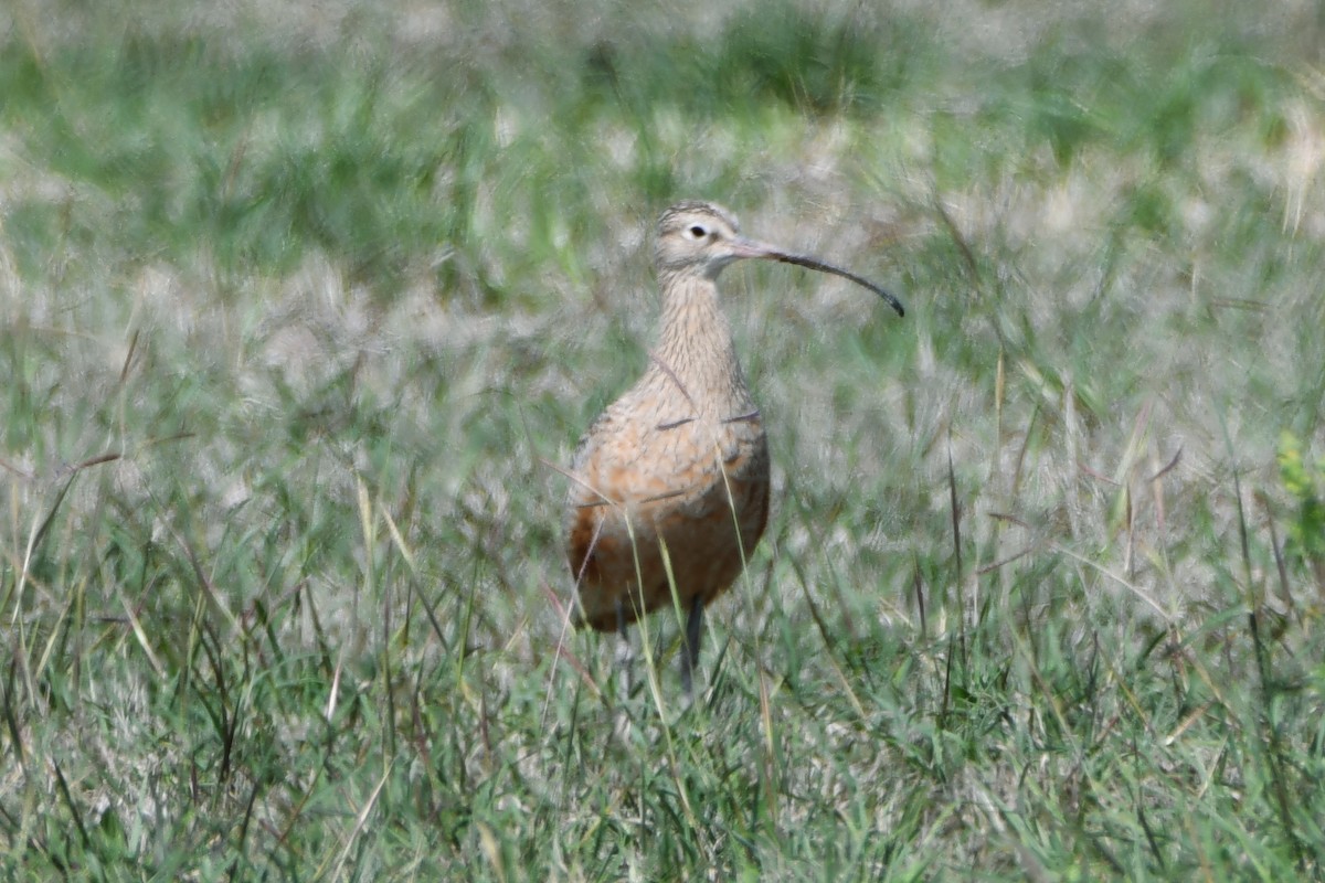 Long-billed Curlew - ML615080231