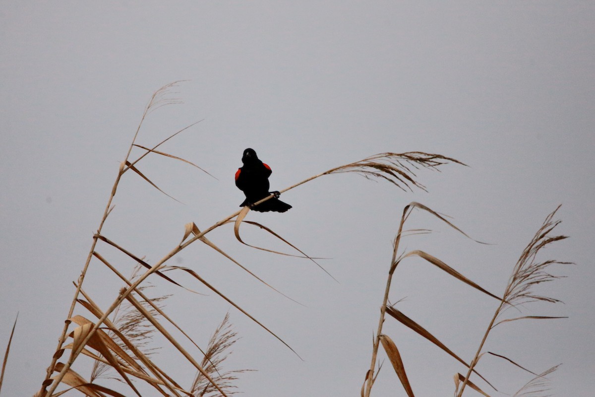 Red-winged Blackbird - ML615080241