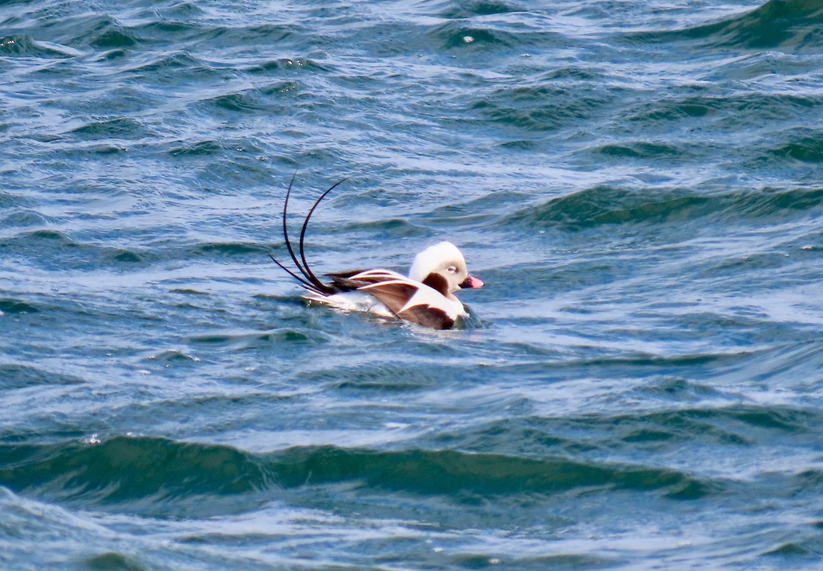 Long-tailed Duck - ML615080288
