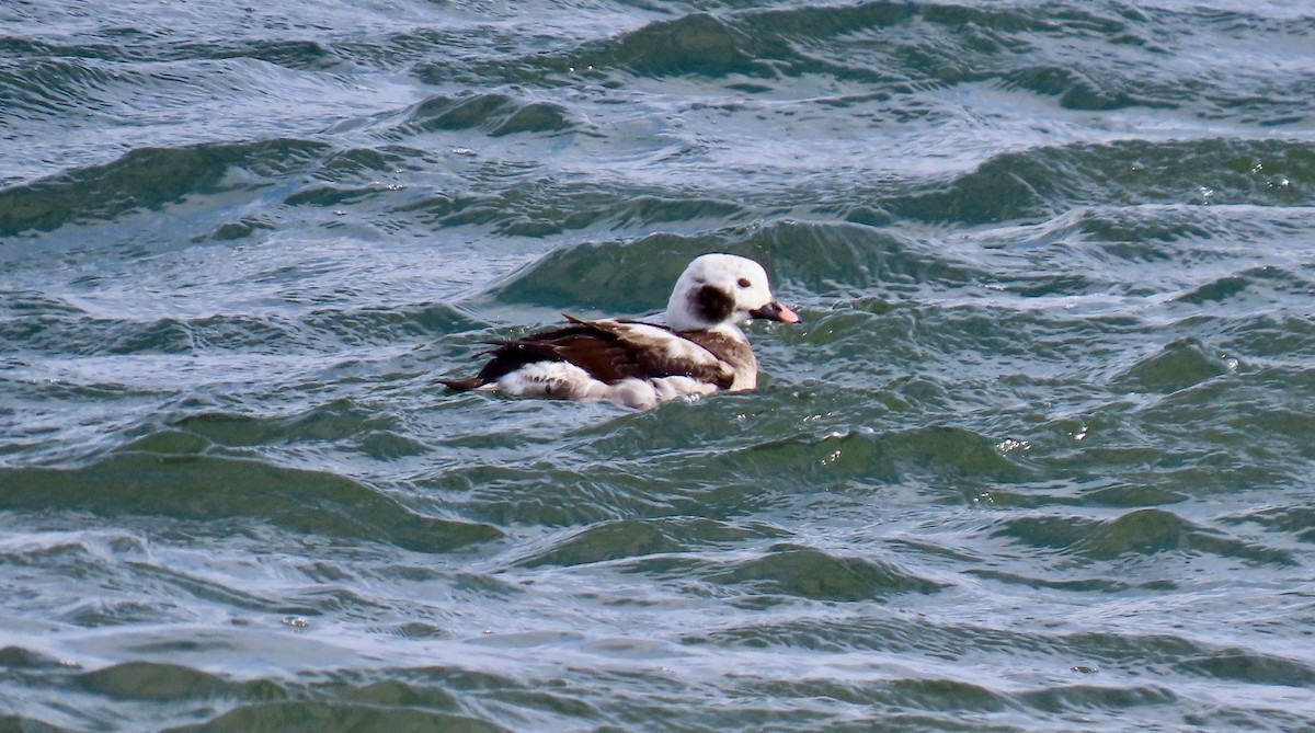 Long-tailed Duck - ML615080289