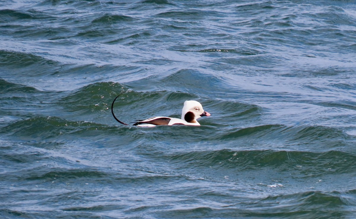 Long-tailed Duck - ML615080290