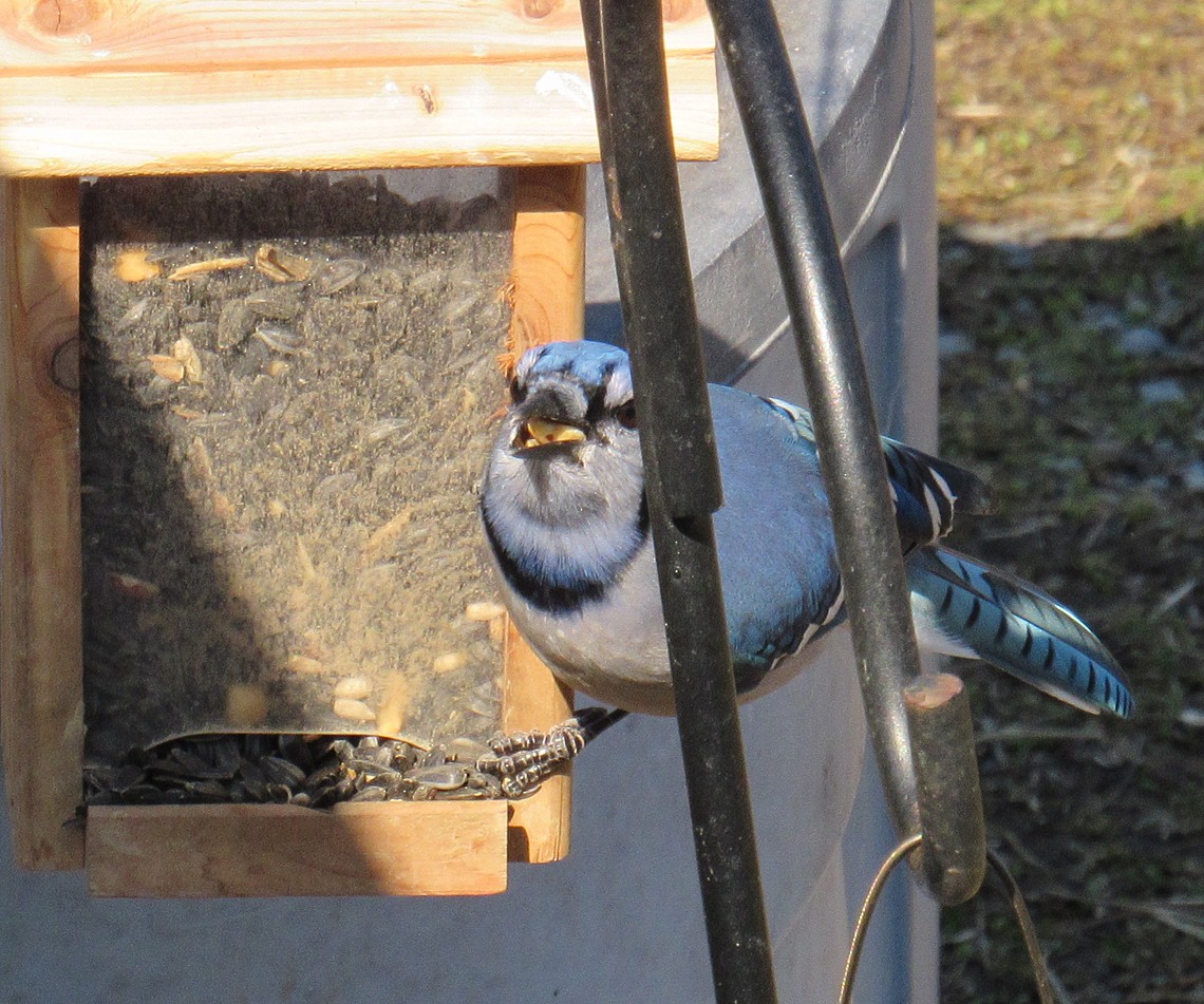 Blue Jay - ML615080295