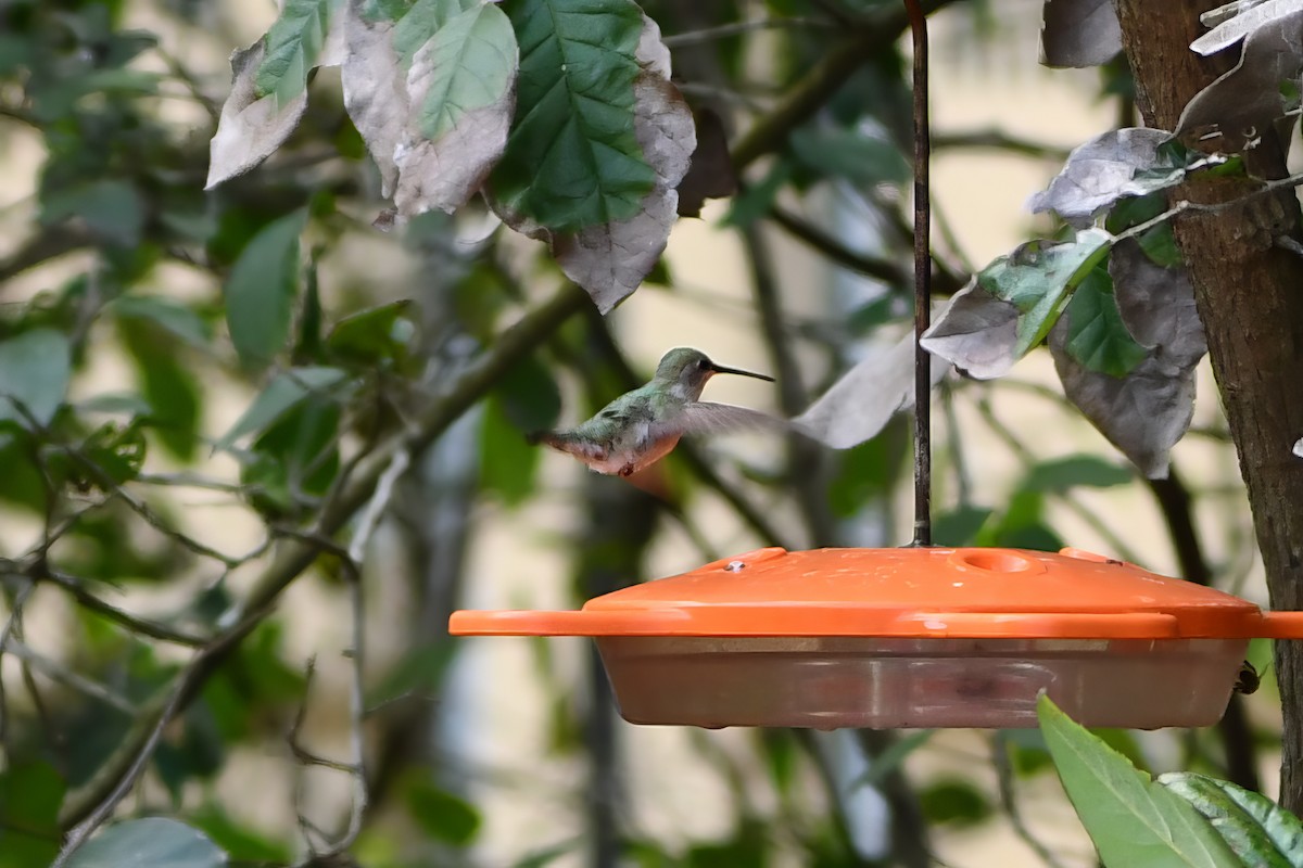 Black-chinned Hummingbird - ML615080317