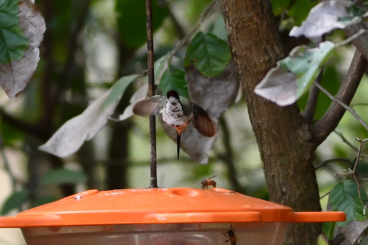 Black-chinned Hummingbird - ML615080318