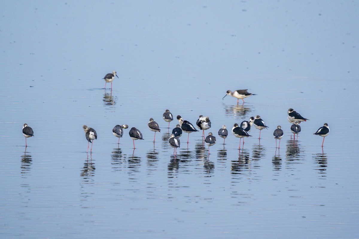 Black-winged Stilt - ML615080424