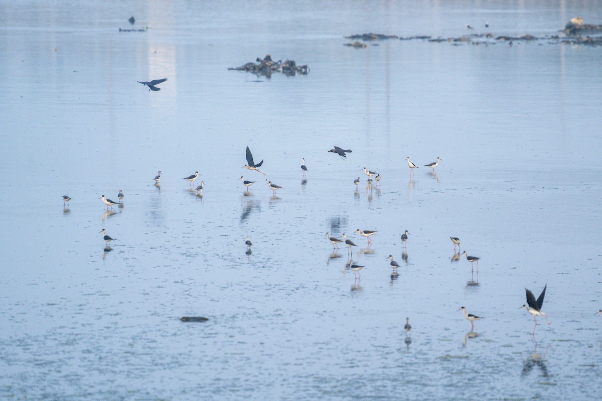 Black-winged Stilt - ML615080435