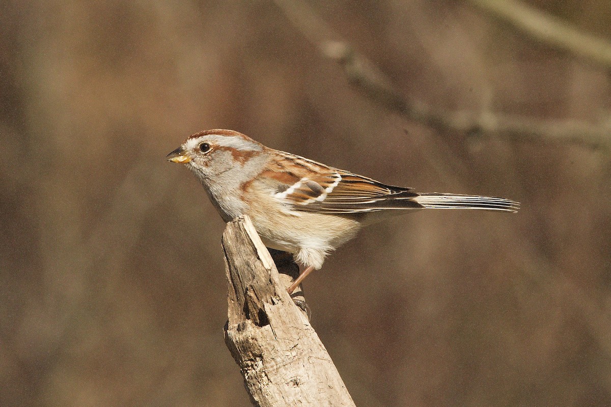 American Tree Sparrow - ML615080437