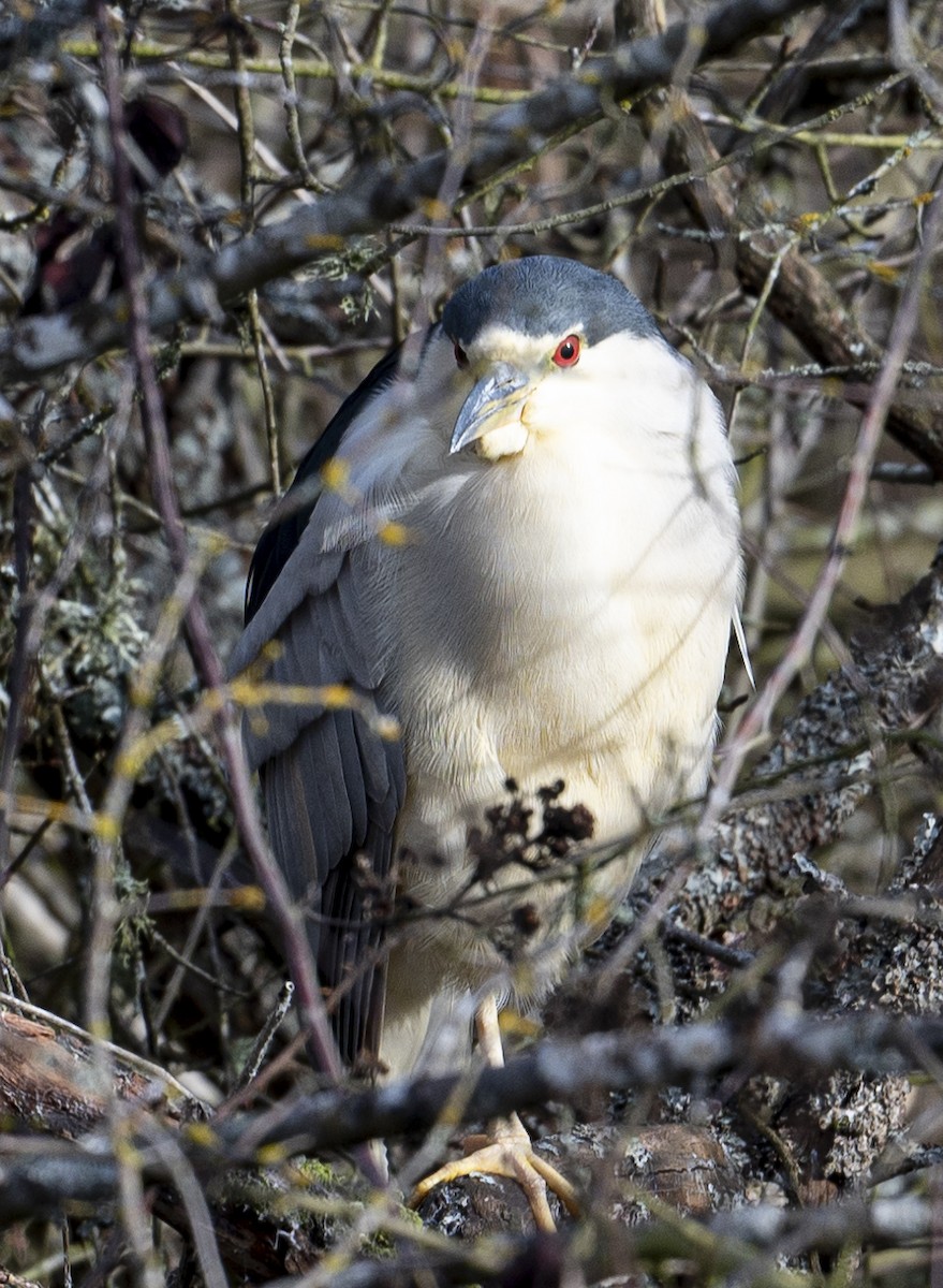 Black-crowned Night Heron - ML615080447