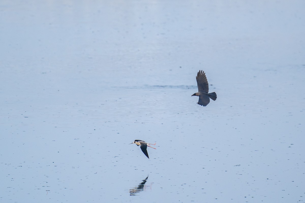 House Crow - ML615080454